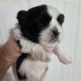 Gigi - Black and white female Shih Tzu puppy in Waynesboro, Pennsylvania from Big Win Shih Tzus