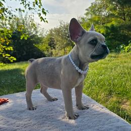 Princess - Cream female French Bulldog puppy in Hopkins, Missouri from Mowry Creek Mini Aussiedoodles and More