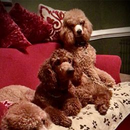 Poodle Puppies from Prissy Pants Poodles LLC