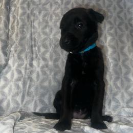 Fais-do-do - Black brindle female Dutch Shepherd puppy in Saint Amant, Louisiana from Mercy Kennels