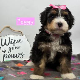 Peggy - Tri-color female Bernedoodle puppy in Neillsville, Wisconsin from Granton Creek