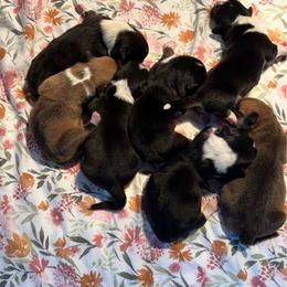 Pretty Precious Momma's Girl - Black and tan female Pembroke Welsh Corgi puppy in Blaine, Tennessee from Rose Brier Pembroke Welsh Corgis