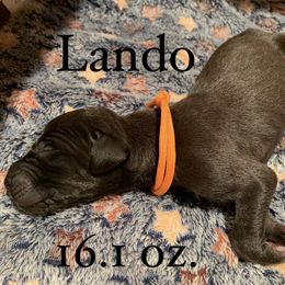 Great Dane Puppies from Taylor's Tails of Joy