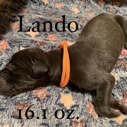Great Dane Puppies from Taylor's Tails of Joy