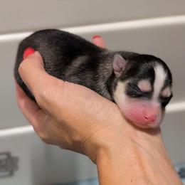 Black and White Female - Black and white female Pomsky puppy in Hurleyville, New York from My Crazy Pomskys