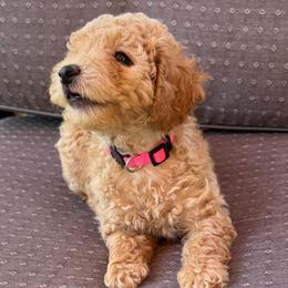 Lady Ariella - Apricot female Poodle puppy in Buffalo, New York from Babbling Clear Brook Puppies