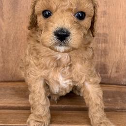 Cavapoo and Goldendoodle Puppies from Our Doodle Dwelling