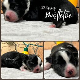 (3) Mistletoe, BTF - Black tri female Miniature American Shepherd puppy in Huntington, Texas from JKKJ Farms