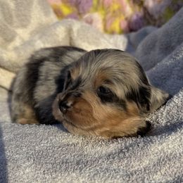 Sebastian - Blue and tan male Dachshund puppy in Duncanville, Alabama from Bear Creek Dachshunds