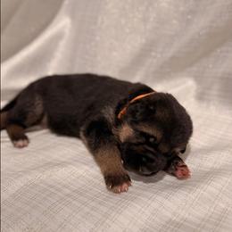 Orange color - Black and tan male German Shepherd puppy in Marion, Ohio from Legacy K9’s