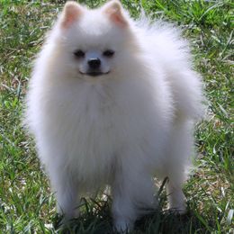 Maggie - Pomeranian