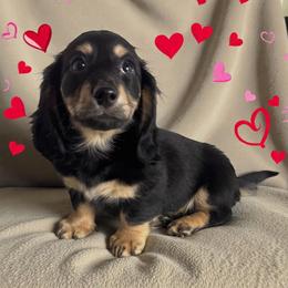 Finn - Black and cream male Dachshund puppy in Gilbertsville, Kentucky from DeLaunes Dachshunds