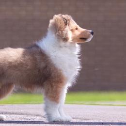 Shetland Sheepdogs from Presidio Shetland Sheepdogs