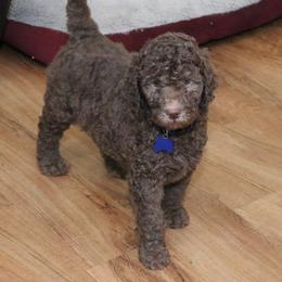 Poodle Puppies from RK'S Pets