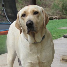 Maizy - Labrador Retriever