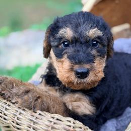 White aka Arlo - Black and tan male Airedale Terrier puppy in Mooresville, North Carolina from Farm 55