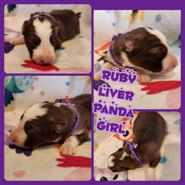 Ruby - Panda female German Shepherd puppy in Los Lunas, New Mexico from Mali's German Shepherds