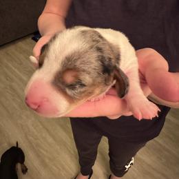 Girl 1 - Piebald female Dachshund puppy in Phoenix, Arizona from Jennifer's Guardian Doxies