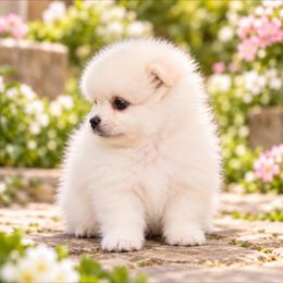 Caper - White male Pomeranian puppy in Grand Prairie, Texas from D’ Pomlovers
