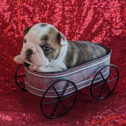 Patch - Brindle and white male Boston Terrier puppy in Perry, Oklahoma from Sitsler Bostons