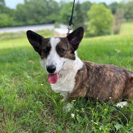 Murphy - Cardigan Welsh Corgi