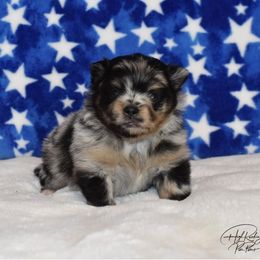 Pomeranian Puppies from High Rocking Pom Poms