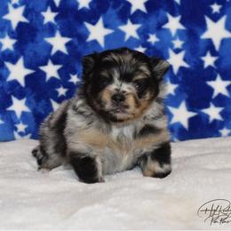 Pomeranian Puppies from High Rocking Pom Poms