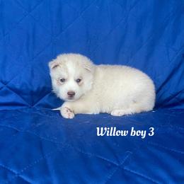 Willow boy 3 - Sable and white male Siberian Husky puppy in Ocala, Florida from Florida Husky Puppies