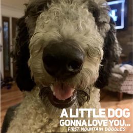 Goldendoodle Puppies from First Mountain Doodles