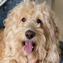 Bernedoodles, Goldendoodles, and Poodles from Lincoln Avenue Doodles