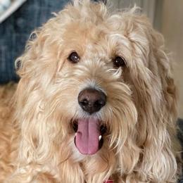 Bernedoodles, Goldendoodles, and Poodles from Lincoln Avenue Doodles