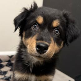 Mulan - Black tri-color female Australian Shepherd puppy in East Hartford, Connecticut from CT Aussies