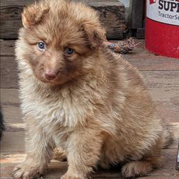 Wölfin - Liver female German Shepherd puppy in Olean, New York from F&B Kennels