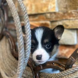 MO-M01 - Black and tan male Pembroke Welsh Corgi puppy in Stockton, Iowa from Infinity Corgis