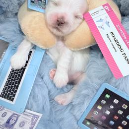 AKC - White Diamond - White male Maltese puppy in San Mateo, California from AKC Maltese California