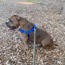 American Bully Puppies from Bolt Action Kennel