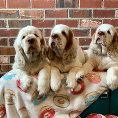 Clumber Spaniel Puppies from Rainsway Clumber Spaniels