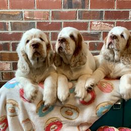 Clumber Spaniel Puppies from Rainsway Clumber Spaniels