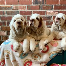 Clumber Spaniel Puppies from Rainsway Clumber Spaniels