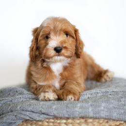 Rowan - Red  male Goldendoodle puppy in Bradenton, Florida from Doodle Acres