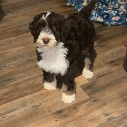 Breeze - Brown and white male Bernedoodle puppy in Mckenzie, Tennessee from Small Town Doodles & Poodles