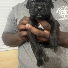 Cane Corso Puppies from Double C Cane Corso Kennel