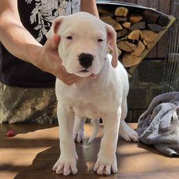 Boy 3 - White male Dogo Argentino puppy in Morgan Hill, Pennsylvania from De la Fuerza De Dios