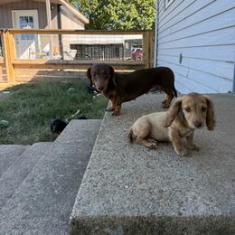 Mya - Chocolate and tan female Dachshund puppy in Mountain Home, Arkansas from Furry Friends Kennel