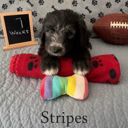 Stripes - Black and white male Sheepadoodle puppy in Glen Rose, Texas from Clevenger’s Sheepadoodle Fur Baby Farm