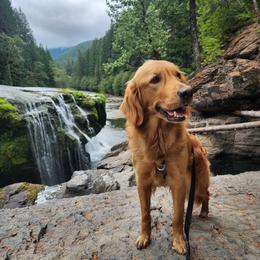 Chloie - Golden Retriever