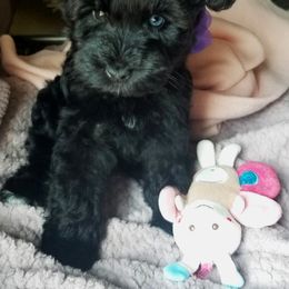 Girl 1 - Black Miniature Schnauzer puppy in Kannapolis, North Carolina from Schnauzer Affinity