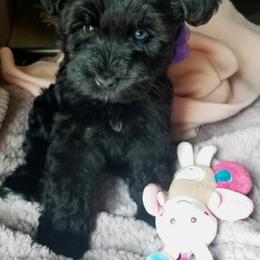 Girl 1 - Black Miniature Schnauzer puppy in Kannapolis, North Carolina from Schnauzer Affinity