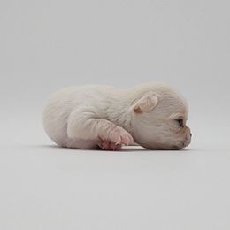 Chihuahua Puppies from Precious Paws of Florida
