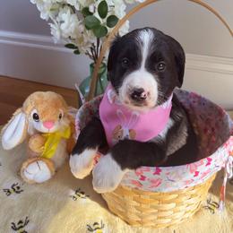 Bernedoodle Puppies from East Coast Bernedoodles